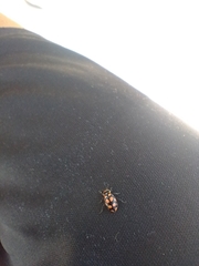 Eriopis serrai