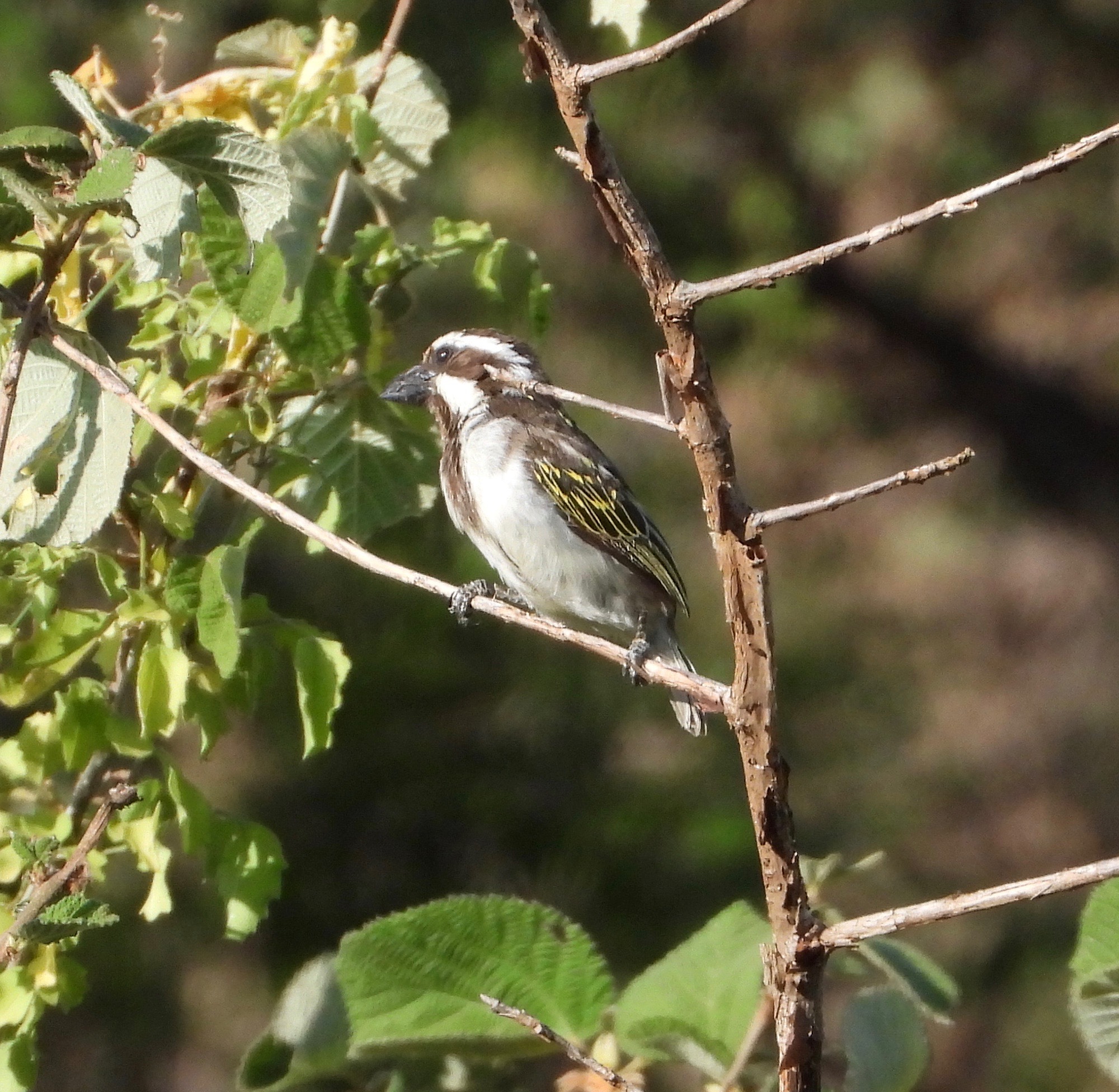 Black-throated Barbet (Tricholaema melanocephala), photo 4