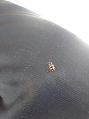 Eriopis serrai