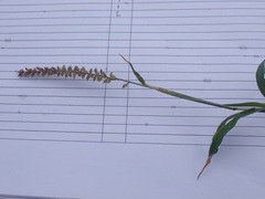 Tragus berteronianus