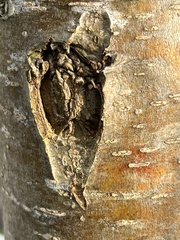 Neonectria ditissima