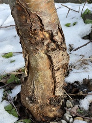 Neonectria ditissima