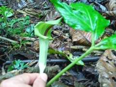 Arisaema macrospathum