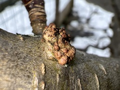 Neonectria ditissima