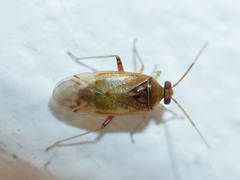 Pinalitus cervinus