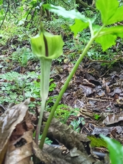 Arisaema macrospathum
