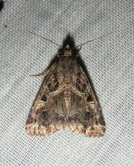 Callopistria yerburii