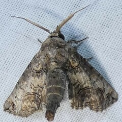 Paectes abrostoloides