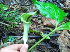 Arisaema macrospathum