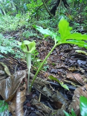 Arisaema macrospathum