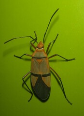 Dysdercus nigrofasciatus