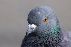 Columba livia domestica