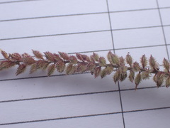 Tragus berteronianus