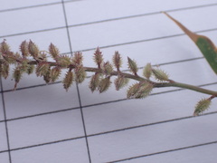 Tragus berteronianus