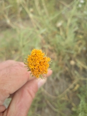 Gaillardia megapotamica