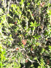 Erica petiolaris