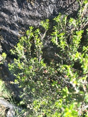 Erica petiolaris