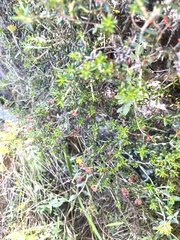 Erica petiolaris
