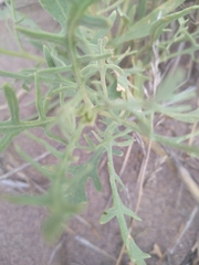 Gaillardia megapotamica