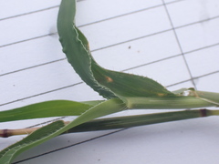 Tragus berteronianus