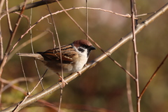 Passer montanus saturatus