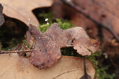 Mycena polyadelpha