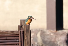 Alcedo atthis bengalensis