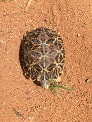 Psammobates oculifer