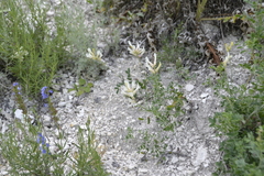 Astragalus albicaulis