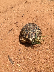 Psammobates oculifer