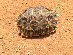 Psammobates oculifer