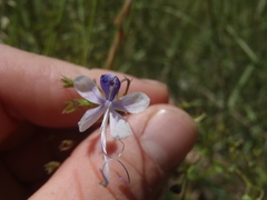 Trichostema arizonicum
