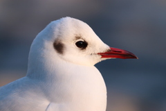 Chroicocephalus ridibundus