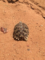 Psammobates oculifer