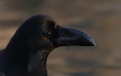 Corvus macrorhynchos japonensis