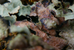 Laetisaria lichenicola