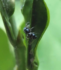 Cyllodania bicruciata