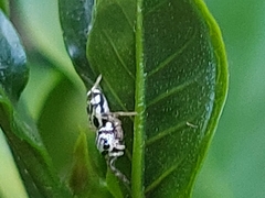 Cyllodania bicruciata