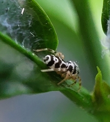 Cyllodania bicruciata
