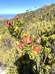 Leucadendron strobilinum