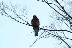 Milvus migrans lineatus