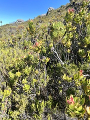 Leucadendron strobilinum
