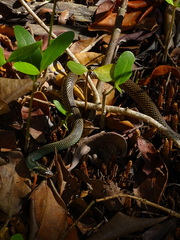 Drymobius margaritiferus