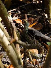 Drymobius margaritiferus