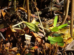 Drymobius margaritiferus