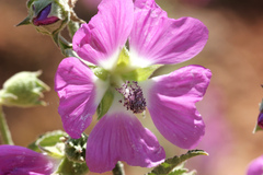 Althaea officinalis