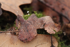 Mycena polyadelpha