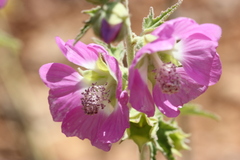 Althaea officinalis