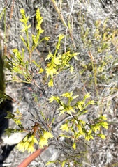 Erica lutea