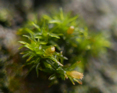 Lewinskya